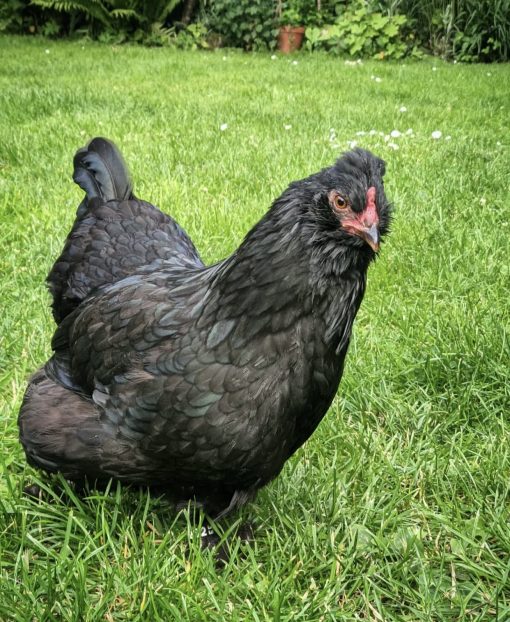 Lavender Araucana - Image 3