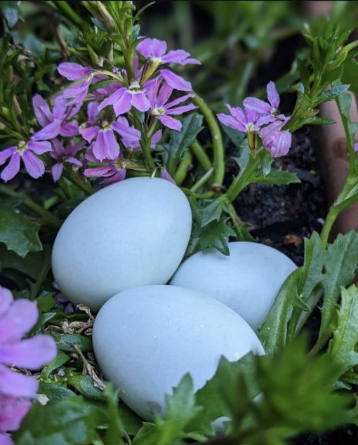 Lavender Araucana - Image 5