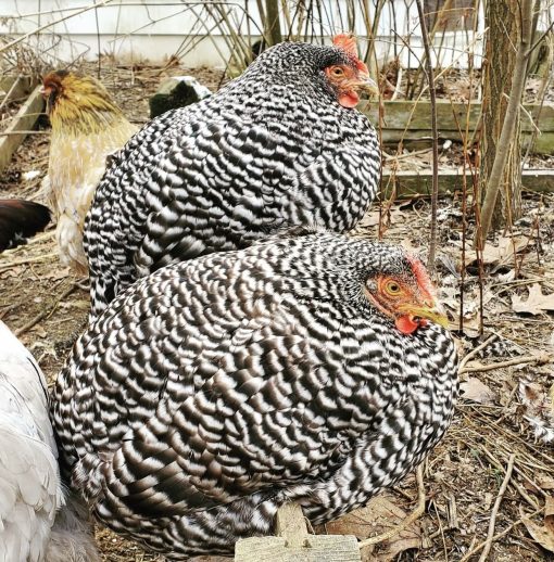 Barred rocks - Image 5