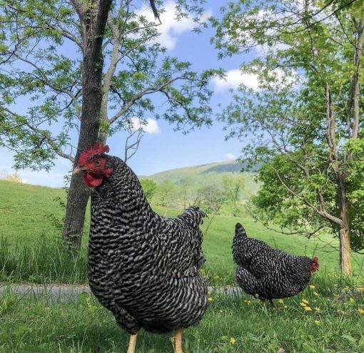 Barred rocks - Image 4
