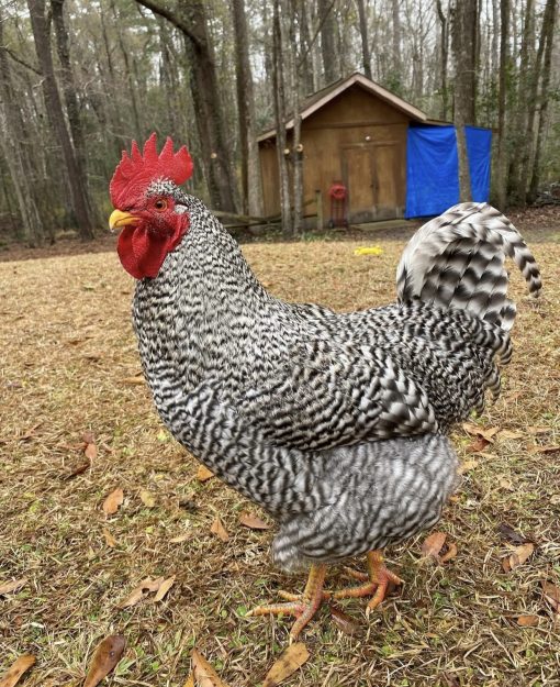 Barred rocks - Image 3