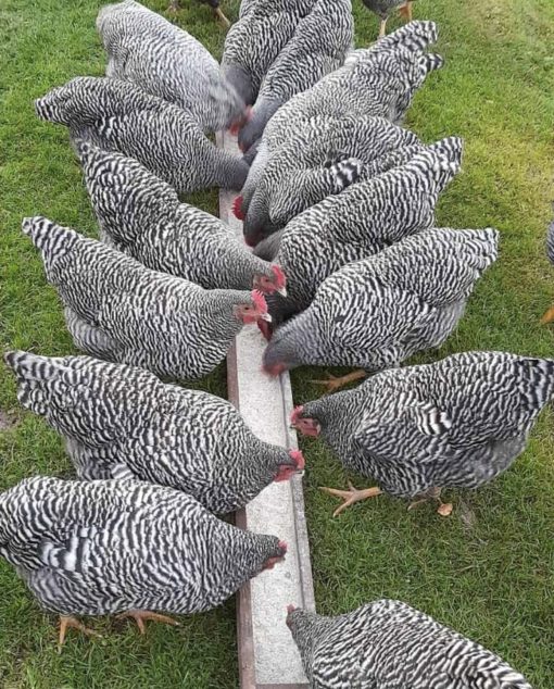 Barred rocks - Image 2