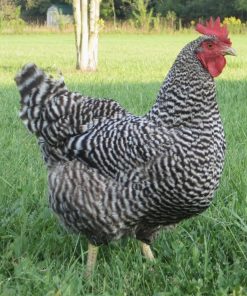 Barred rocks