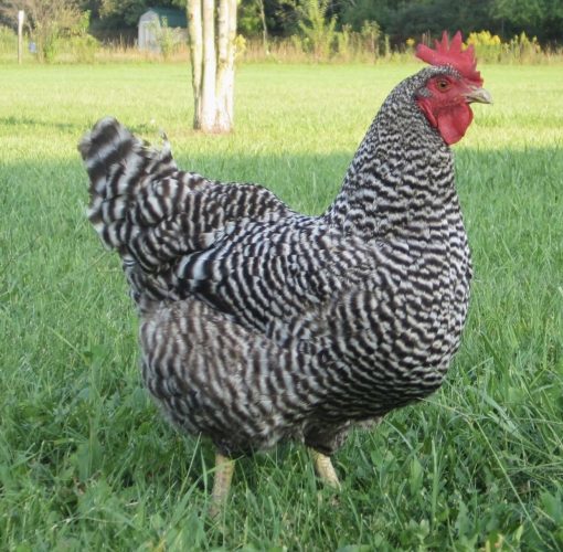 Barred rocks