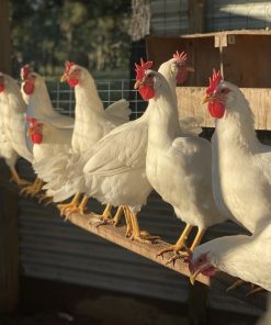 White Leghorn