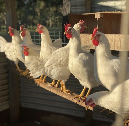 White Leghorn