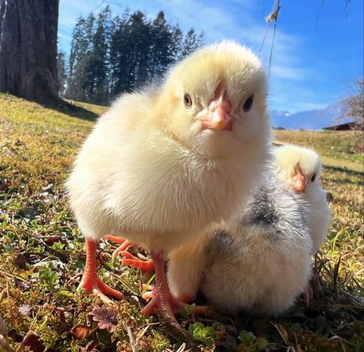 White Leghorn - Image 4