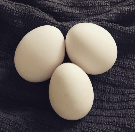 White Leghorn - Image 5