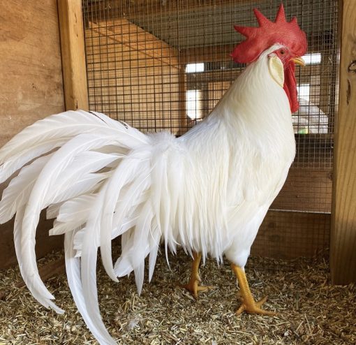White Leghorn - Image 2