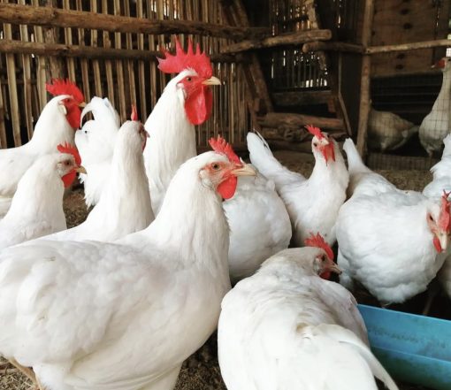 White Leghorn - Image 3