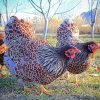 Red laced Wyandotte