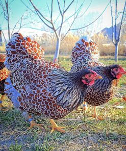 Red laced Wyandotte
