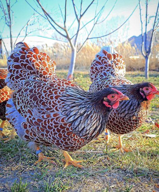 Red laced Wyandotte