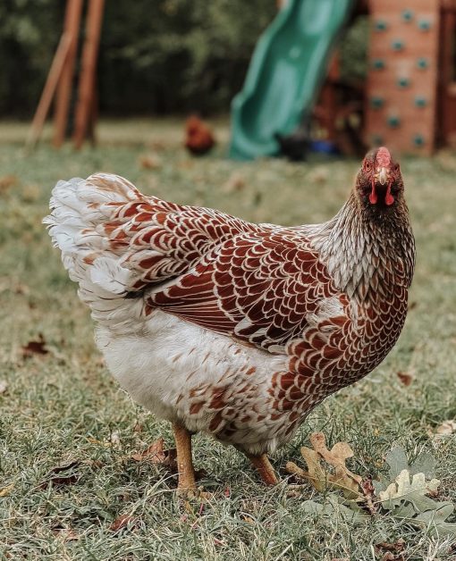 Red laced Wyandotte - Image 2