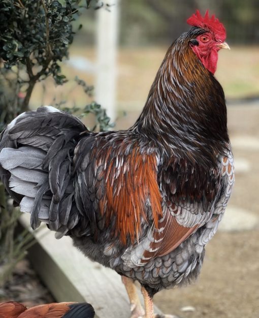 Red laced Wyandotte - Image 3