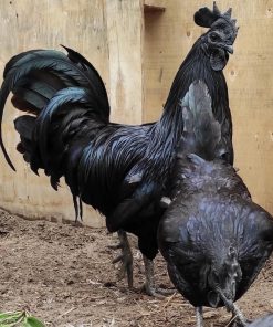 Ayam Cemani