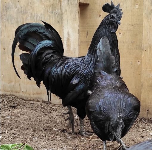 Ayam Cemani