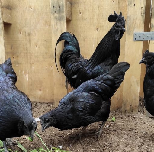 Ayam Cemani - Image 7