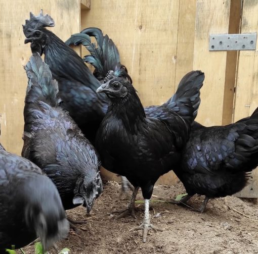 Ayam Cemani - Image 6