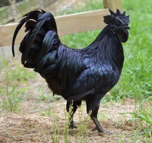 Ayam Cemani - Image 2