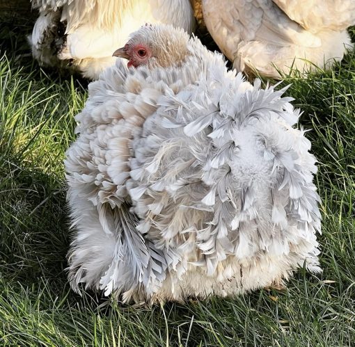 Frizzle - Image 2
