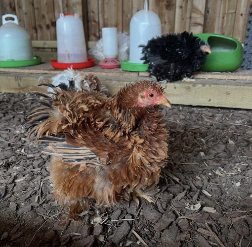 Frizzle - Image 4