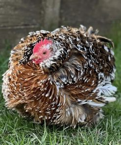 Frizzle