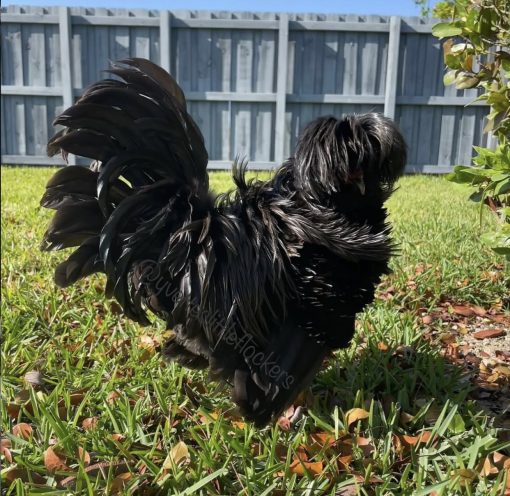 Frizzle - Image 5