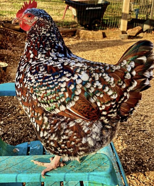 Speckled Sussex - Image 4