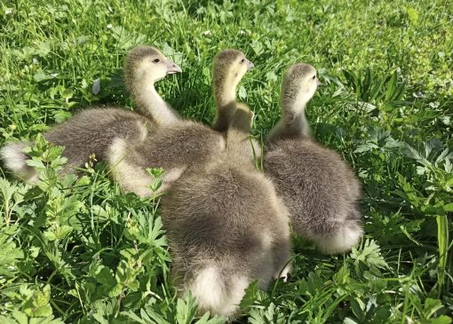 Goslings (Baby Geese) - Image 3