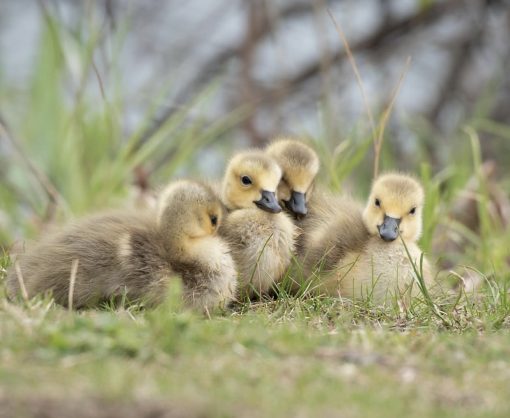 Goslings (Baby Geese) - Image 2