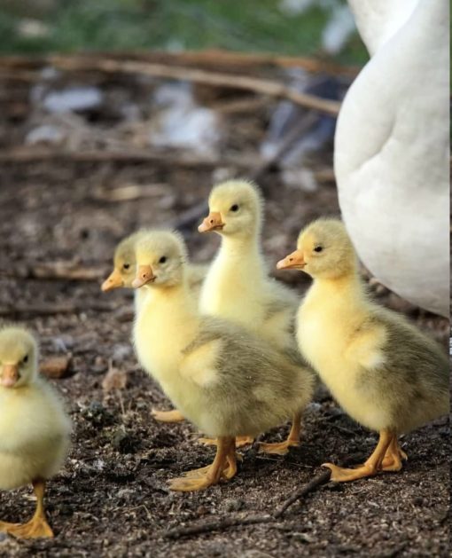 Goslings (Baby Geese)