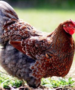 Blue laced Wyandotte