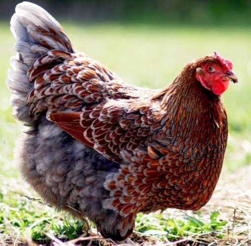 Blue laced Wyandotte