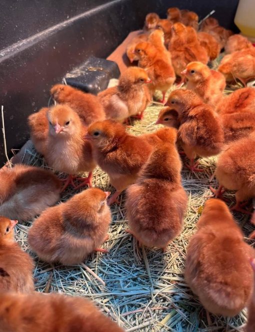 Rhode Island Red - Image 7