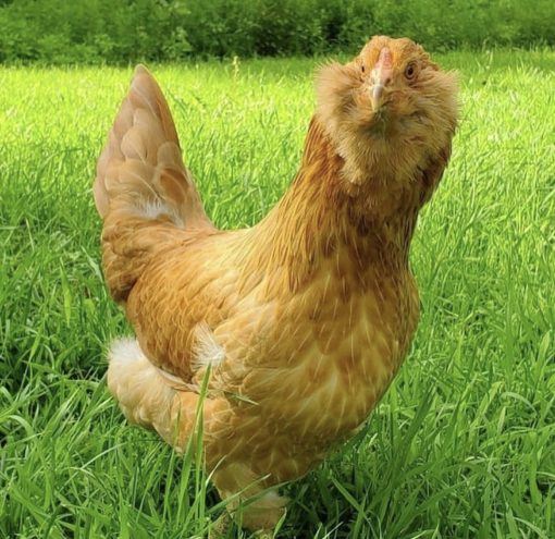 Easter Egger - Image 2