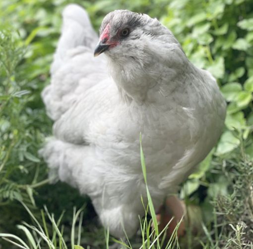 Easter Egger - Image 5