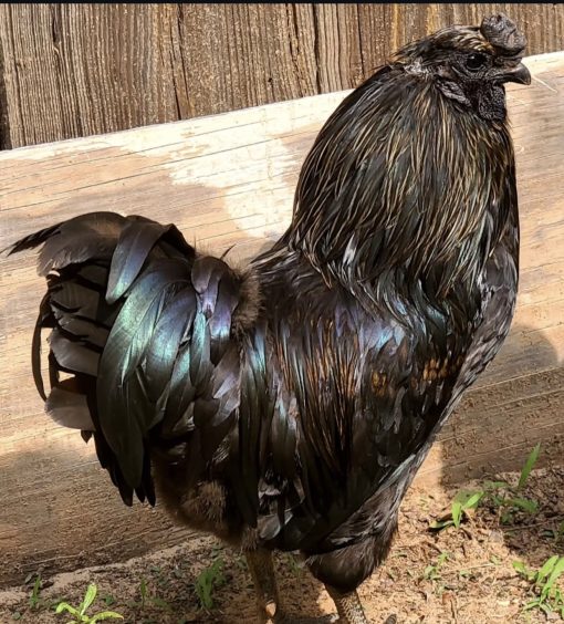 Easter Egger - Image 3