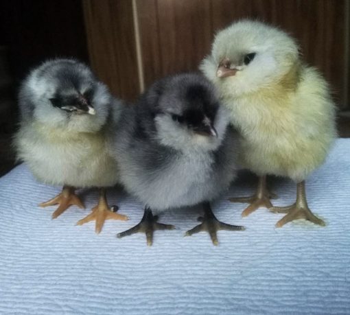 Easter Egger - Image 4