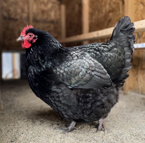 Australorp - Image 3