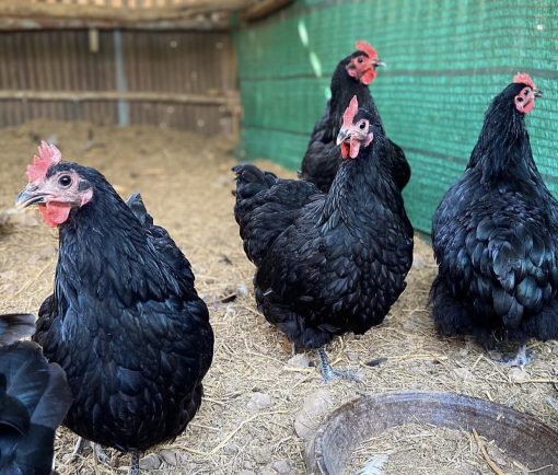 Australorp - Image 4