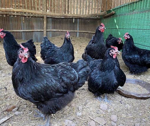 Australorp - Image 2