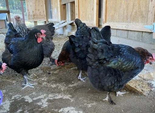 Black copper marans - Image 7