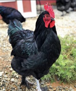 Black copper marans