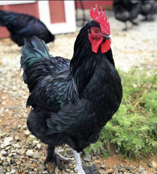 Black copper marans