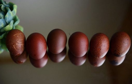 Black copper marans - Image 6