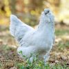 Ameraucana chickens