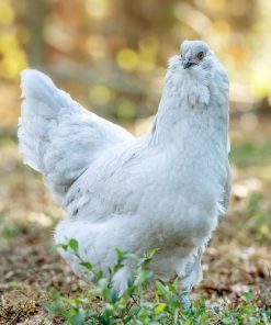 Ameraucana chickens