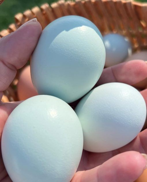 Ameraucana chickens - Image 8