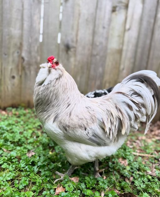 Ameraucana chickens - Image 7